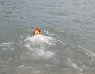 blog-vatertagsschwimmen-hund-gandhi-schwimmt-im-rhein-2.jpg