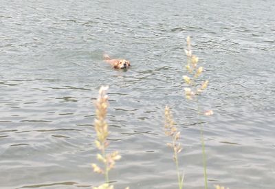 blog-vatertagsschwimmen-hund-gandhi-schwimmt-im-rhein-3.jpg