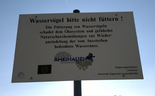 blog-wasservogel-nicht-futtern-2-05072011.jpg